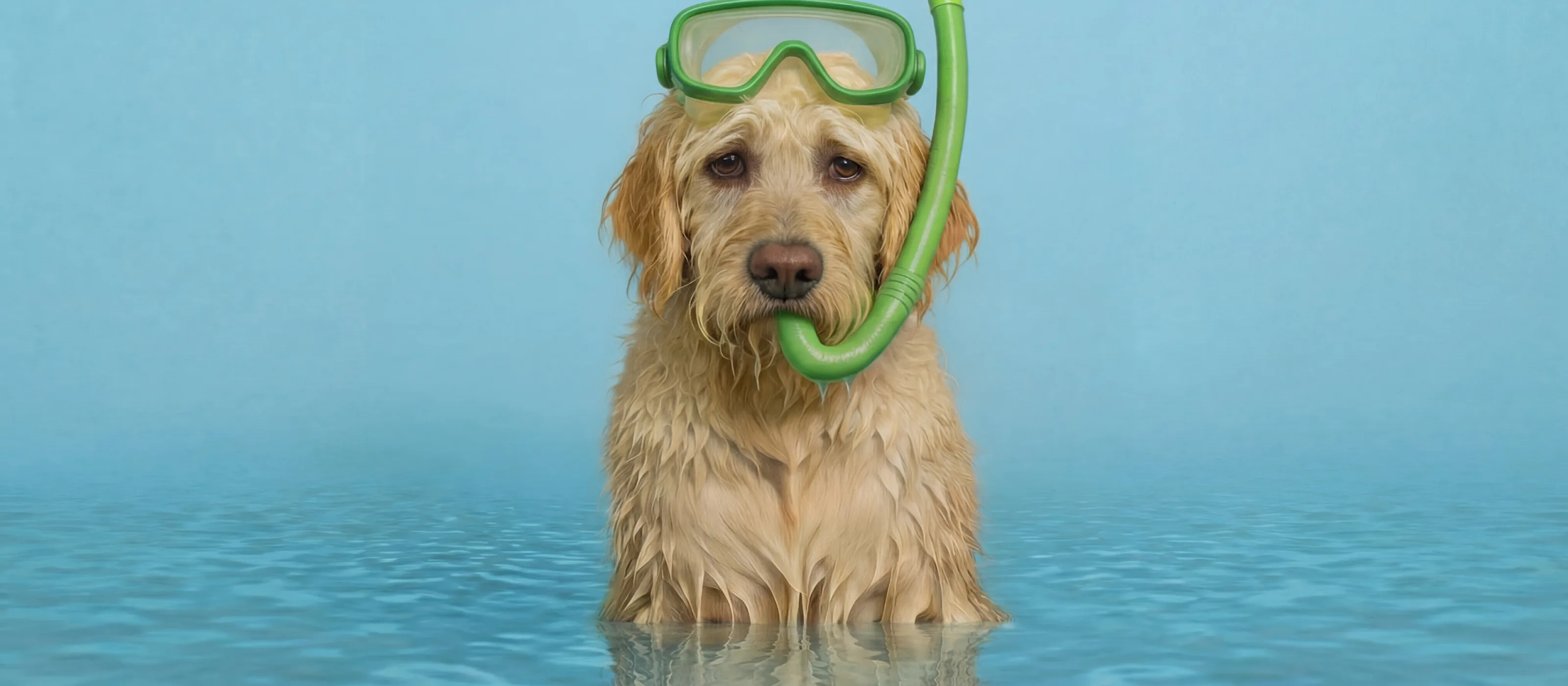 0005 1920x1080px Snorkelende hond
